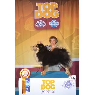 Allevamento of Bull's Angel