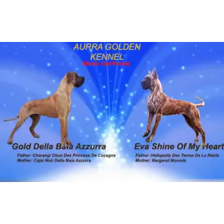 A - De La  Aurra Golden