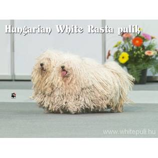 Hungarian White Rasta