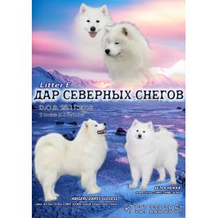 Дар Северных снегов