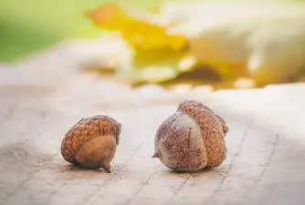 Dogs & Acorns - Should You Allow Your Dog To Eat Acorns