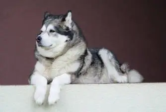7 Things You Must Know About Alaskan Malamute