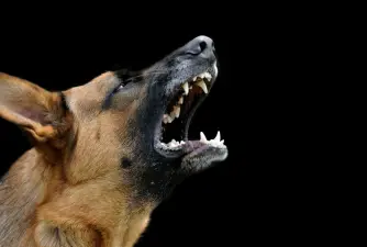 Postoje li agresivni psi?