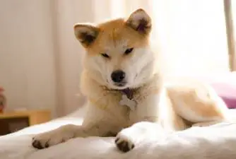 Akita Inu - What You Don't Know