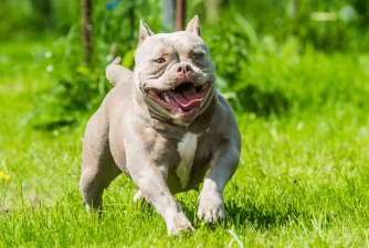 6 Best Dog Food For American Bully | Puppy, Adult & Senior