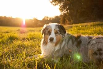 are american shepherds born without tails