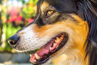 Što je epulis kod pasa i kako pomoći svom psu?