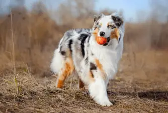 Australian Shepherd - Beautiful, Intelligent & Playful Dog Breed [2023 Owner's Guide]