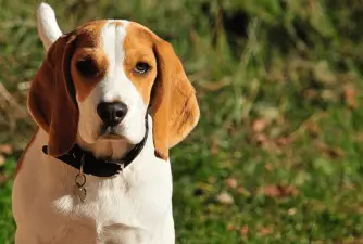 Here Are the 5 Best Dog Foods for Beagles