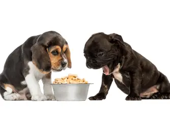 Best Dog Food for Picky Eaters in 2021