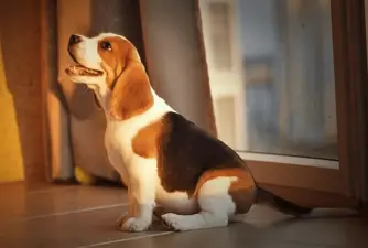 10 Interesting Beagle Fun Facts