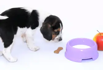 Is Milk Good for Dogs?
