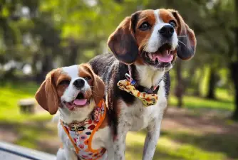Beaglier - Popular Beagle & Cavalier King Charles Spaniel Cross