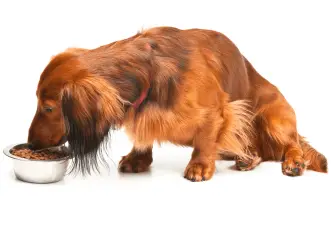 The 5 Best Dog Food for Dachshund According to Experts