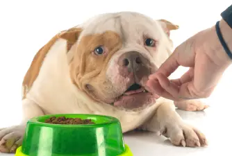 Here are the 5 Best Dog Foods for Pregnant Dogs, According to Breeders