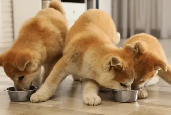 The 7 Best Dog Foods for Shiba Inu Dogs