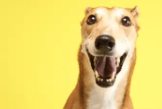 How to Choose the Best Dog Food for Greyhounds?