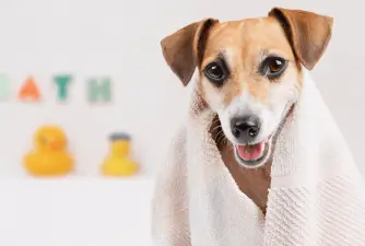The 7 Best Dog Shower Attachments