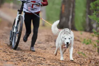 Is Bikejoring Right for You and Your Dog