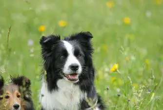 7 Interesting Facts About the Border Collie