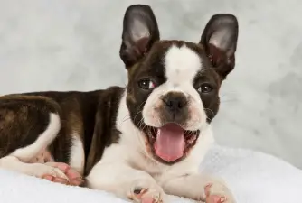 7 Fun Facts About Boston Terrier