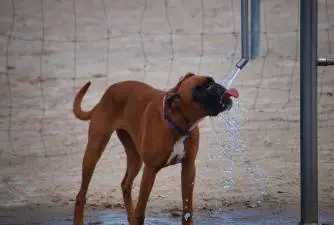 Perché il mio cane beve così tanta acqua