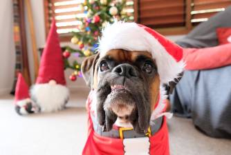 Top 10 - Ugly Christmas Sweaters for Dogs