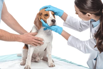 Brain Tumor in Dogs - Types, Treatment & Prognosis
