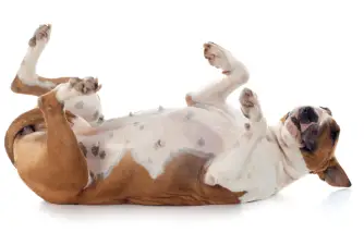 How to Teach Your Dog to Roll Over in 3 Easy Steps!