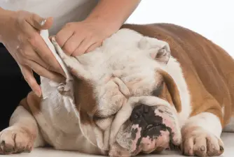 How to Clean Dog's Ears in 3 Easy Steps