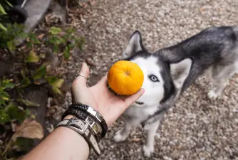 ¿Pueden los perros comer clementinas?
