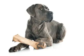 How to Pick the Best Food for Cane Corso?