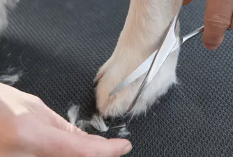 7 Ways to Clean and Care for Your Dog’s Paws