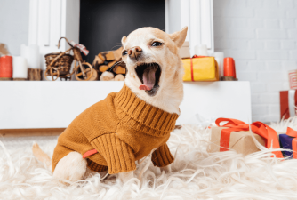 Should my Dog Wear a Dog Sweater?