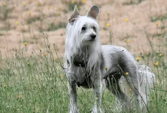 10 Chinese Crested Dog Fun Facts