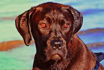 Mastador: Labrador Retriever and Mastiff Mix