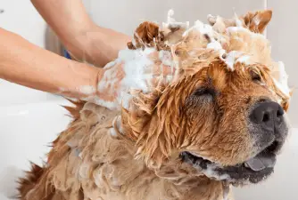 Can You Use Human Shampoo on Dogs?