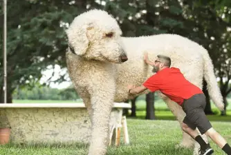 Juji Dog: Have You Heard About the Biggest Dog in the World?
