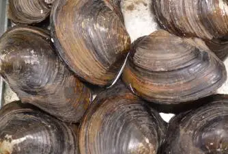 Can You Safely Share Clams With Your Dog?