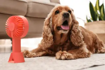 Best Dog Cooling Mats for Summer 2022
