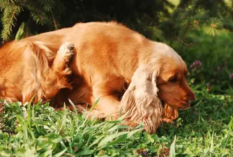 Mites in Dogs and How to Get Rid of Them