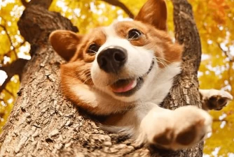 How to Choose the Best Dog Food for Corgis?
