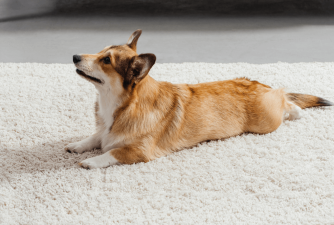 Kako naučiti psa da legne u 3 jednostavna koraka