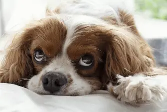 5 razones principales por las que tu perro orina en la cama