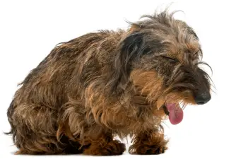 Što učiniti ako vaš pas kašlje i grca?