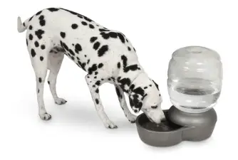 Best Dog Water Dispensers in 2021