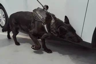 How Are Detection Dogs Trained