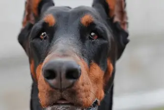 Here Are the 5 Best Dog Foods for Dobermans