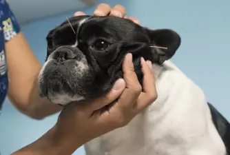 ¿Puede la acupuntura ayudar a su perro?