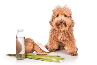 Kokosovo ulje za pse - da li je dobro?